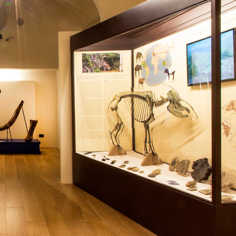 Museo Paleontologico di Montevarchi